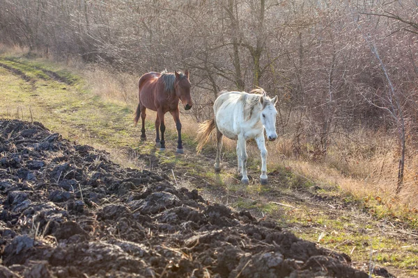 Agricultural area with horses — Stock Photo, Image