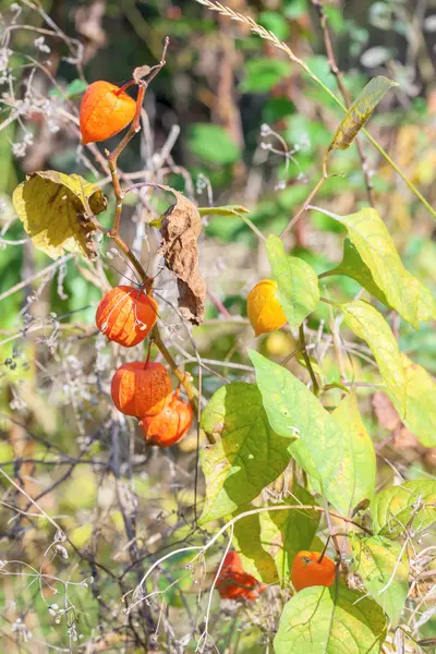 Virágzó Physalis narancs — Stock Fotó