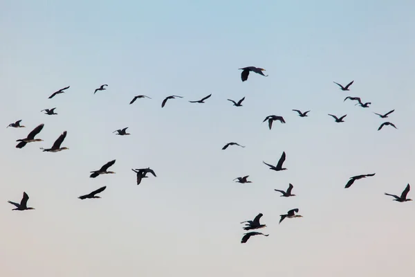 Fliegende Scharen von Wildvögeln — Stockfoto