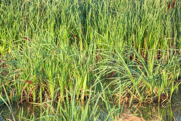 緑の葦を湿地します。 — ストック写真