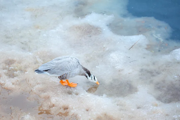 Ganso alimentándose en el hielo —  Fotos de Stock