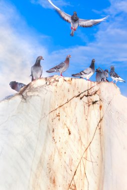 güvercinler mavi gökyüzü karşı