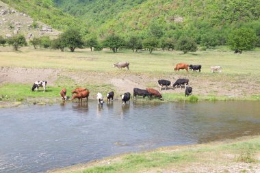 Riverside'da sığır