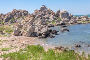 yabani kuşlar kıyı buzlu