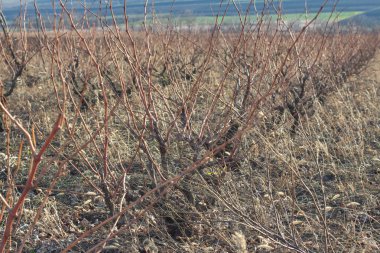 üzüm bağları tarım alanı