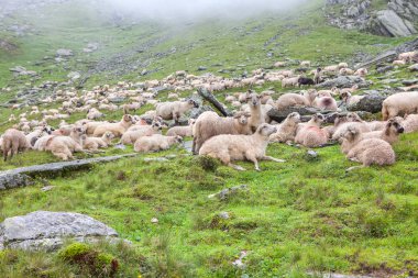 kayalık arazide koyun sürüsü