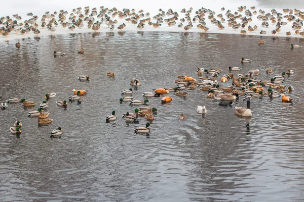 一群鸭子在水里 — 图库照片