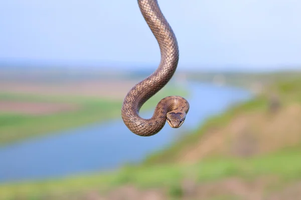 Hanging snake over river — Stock Photo, Image