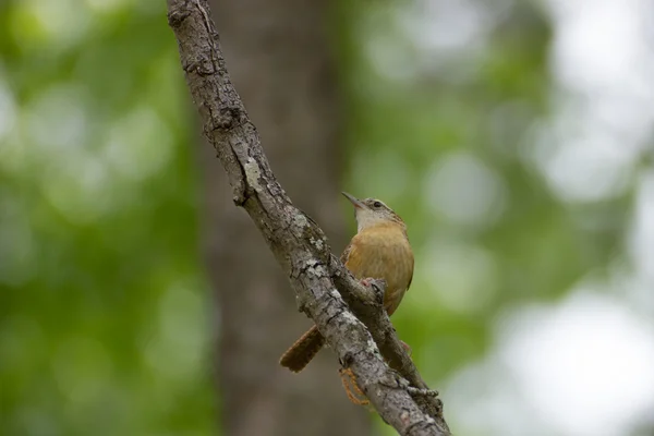 Kleiner brauner Vogel — Stockfoto