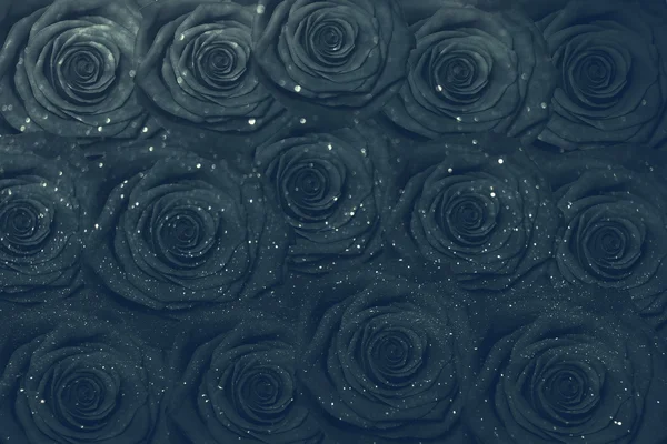 Black roses background — Stock Photo, Image