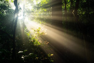 Güzel ormanlar, gün batımında dağlar, güzel doğa arka planı. 