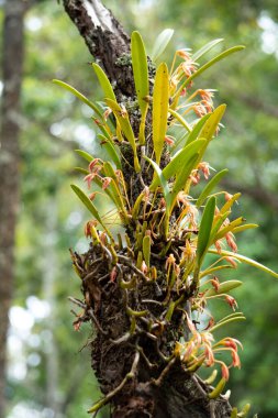Bitmeyen yeşil ormanda güzel orkide çiçekleri