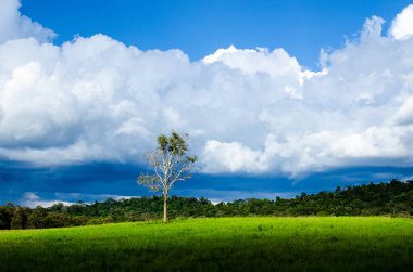 Yalnız ağaç ve güzel gökyüzü