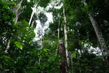 Harika manzaraları, yağmur ormanlarının içindeki yeşil alanları olan inanılmaz bir doğa.