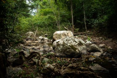 Harika manzaraları, yağmur ormanlarının içindeki yeşil alanları olan inanılmaz bir doğa.