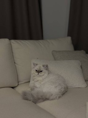 Beyaz Kanepede oturan beyaz kedi. Yüksek kalite fotoğraf