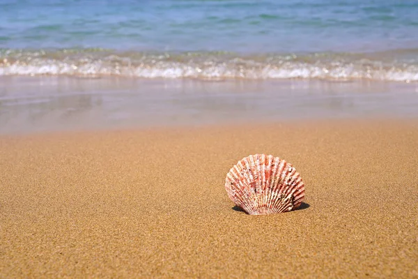 Skorupa Morska Piasku Plaży Koncepcja Wakacji Letnich — Zdjęcie stockowe