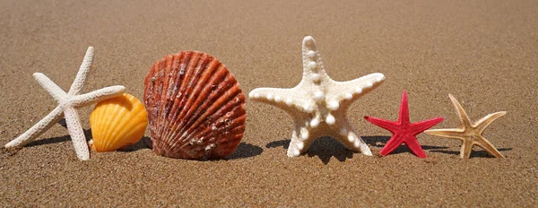 Starfishes Conchas Marinhas Areia Praia Conceito Férias Verão — Fotografia de Stock