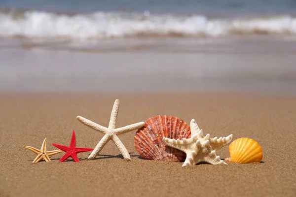 Seesterne Und Muscheln Auf Sand Strand Sommerferienkonzept — Stockfoto