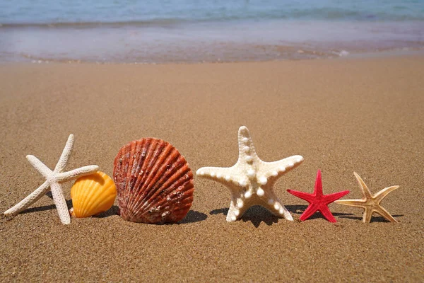 Seesterne Und Muscheln Auf Sand Strand Sommerferienkonzept — Stockfoto