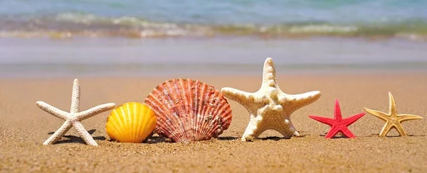 Seesterne Und Muscheln Auf Sand Strand Sommerferienkonzept — Stockfoto