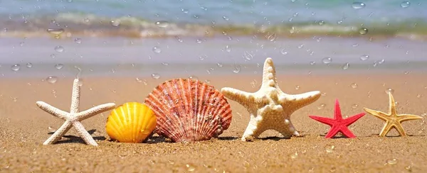 Kumsalda Deniz Kabukları Deniz Yıldızları Yaz Tatili Kavramı — Stok fotoğraf