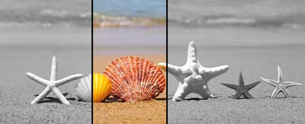 Seesterne Und Muscheln Auf Sand Strand Sommerferienkonzept — Stockfoto