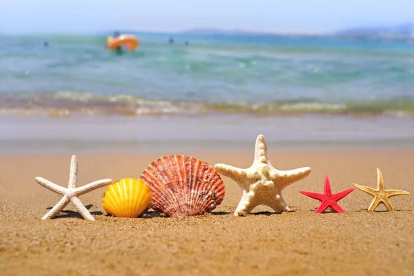 Starfishes Conchas Marinhas Areia Praia Conceito Férias Verão — Fotografia de Stock