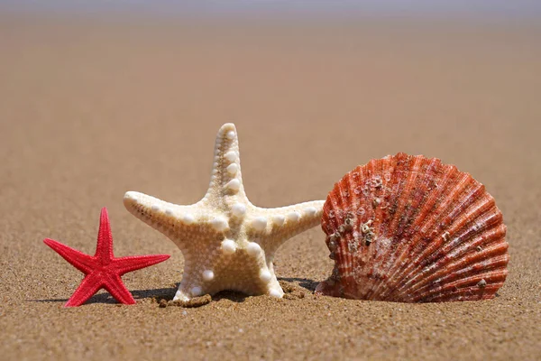 Αστρόψαρα Και Θαλάσσια Όστρακα Στην Άμμο Καλοκαιρινές Διακοπές — Φωτογραφία Αρχείου