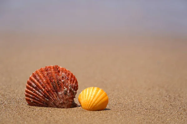 Conchiglie Sulla Sabbia Della Spiaggia Concetto Vacanza Estiva — Foto Stock