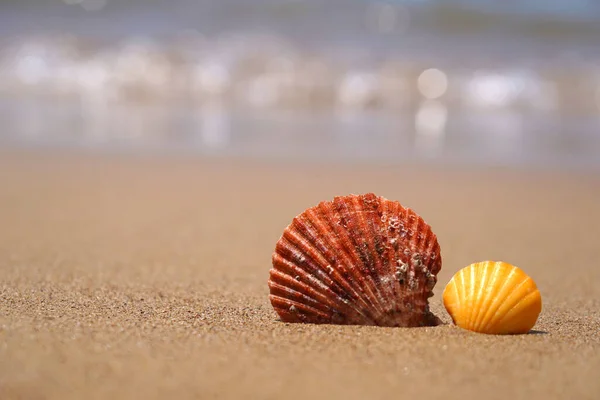 Morskie Muszle Piasku Plażowym Koncepcja Wakacji Letnich — Zdjęcie stockowe