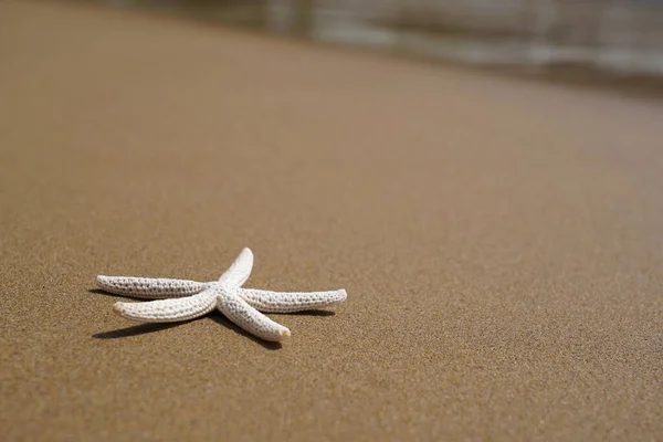 Seestern Auf Sand Strand Sommerferienkonzept — Stockfoto