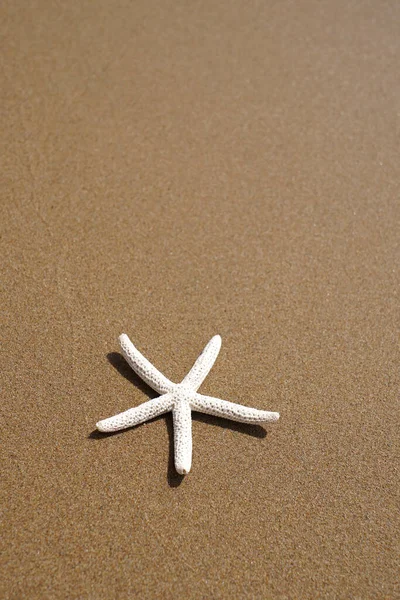 ビーチの砂の上のヒトデ 夏休みのコンセプト — ストック写真