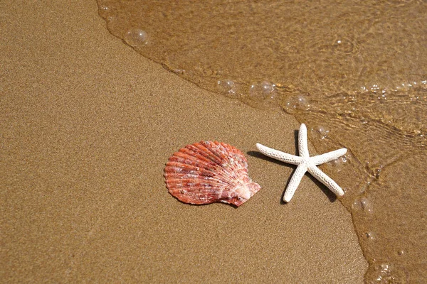 海滩沙滩上的海星和贝壳 暑假的概念 — 图库照片