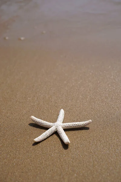 Kumsaldaki Deniz Yıldızı — Stok fotoğraf