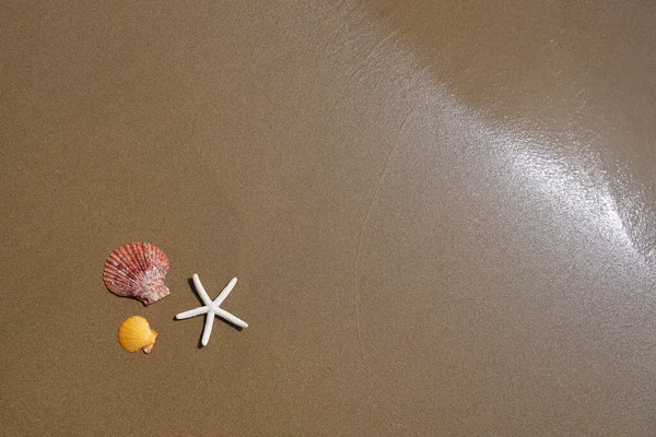 Starfish Conchas Marinhas Areia Praia Conceito Férias Verão — Fotografia de Stock