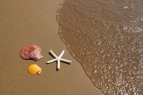 Seesterne Und Muscheln Auf Sand Strand Sommerferienkonzept — Stockfoto