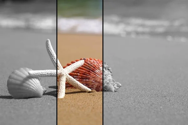 Sjöstjärnor Och Snäckskal Strandsand Sommarsemester Koncept — Stockfoto