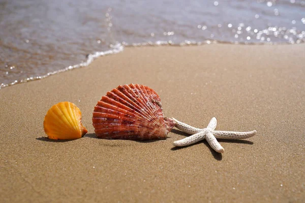 Starfish Conchas Marinhas Areia Praia Conceito Férias Verão — Fotografia de Stock