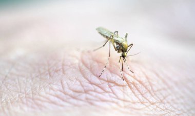 Sivrisinek insan derisine kan emiyor (Aedes Aegypti). Makro görüntü.