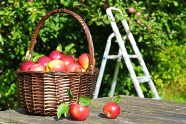 Eski masadaki organik kırmızı elmalar.