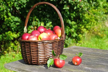                 Bir sepette organik kırmızı elmalar ve eski masaya dökülmüş.               
