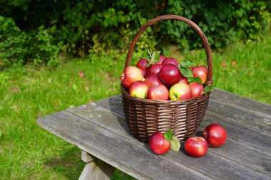 Eski masadaki organik kırmızı elmalar.