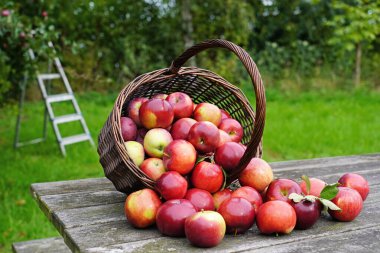 Eski masadaki organik kırmızı elmalar.