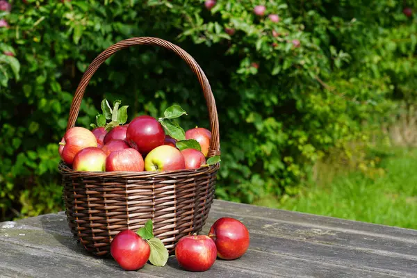 Eski masadaki organik kırmızı elmalar.