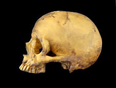 Holding human skull in hand. Conceptual image.( Shakespeare\