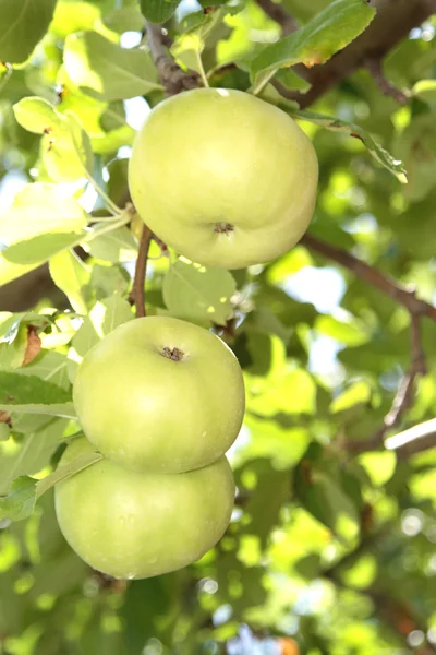 Grüner Bio-Apfel — Stockfoto