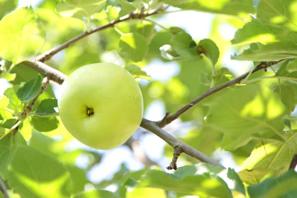 Manzana verde ecológica — Foto de Stock