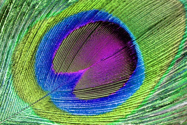 Peacock feather, macro shot — Stock Photo, Image