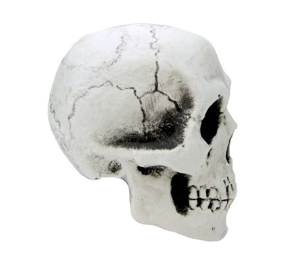 Emberi koponya fehér háttér — Stock Fotó